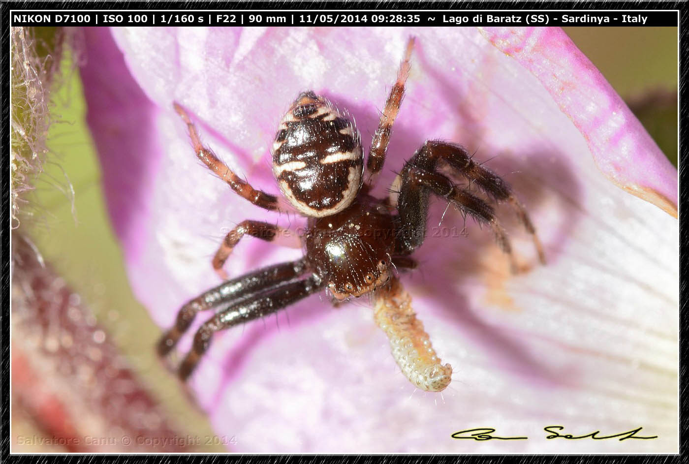 Synema globosum con preda da Baratz (SS)